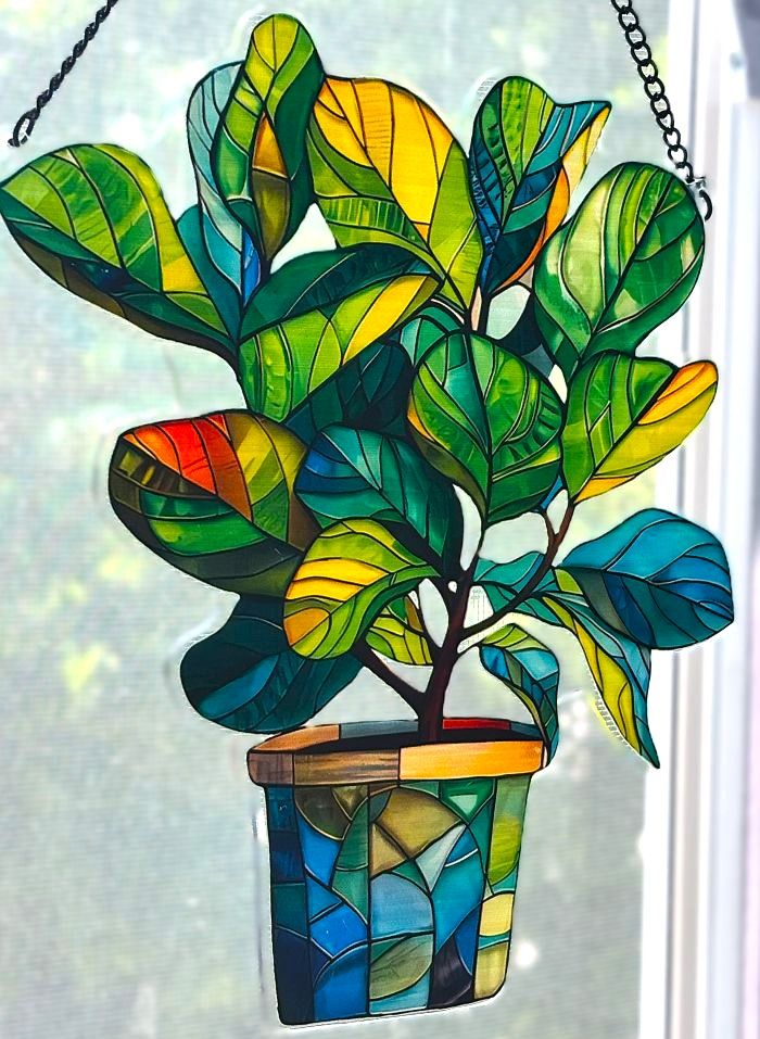 Fiddle Leaf Fig in Pot Sun Hanging