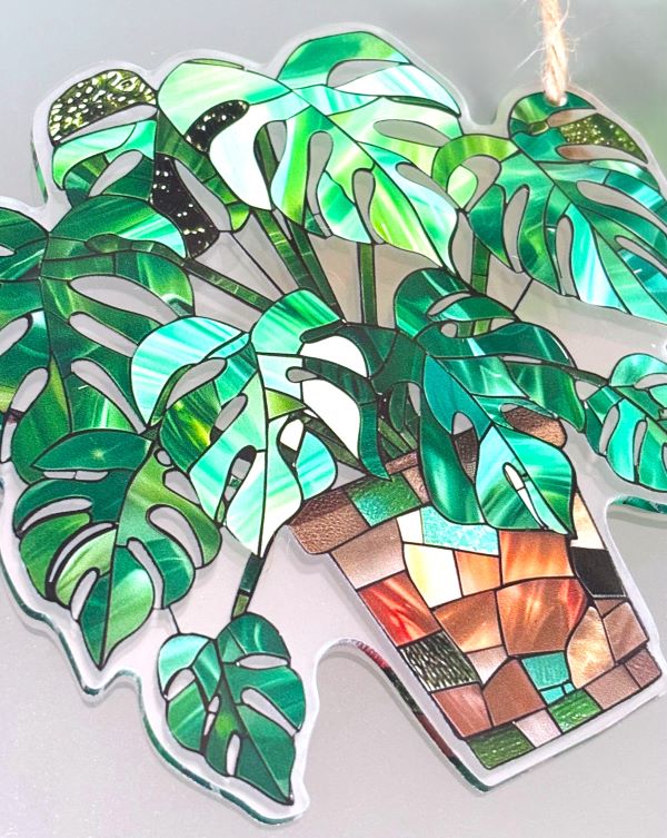 Tropical Monstera Plant Sun Hanging