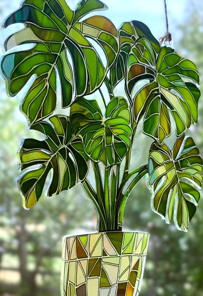 Potted Tropical Monstera Houseplant Sun Hanging