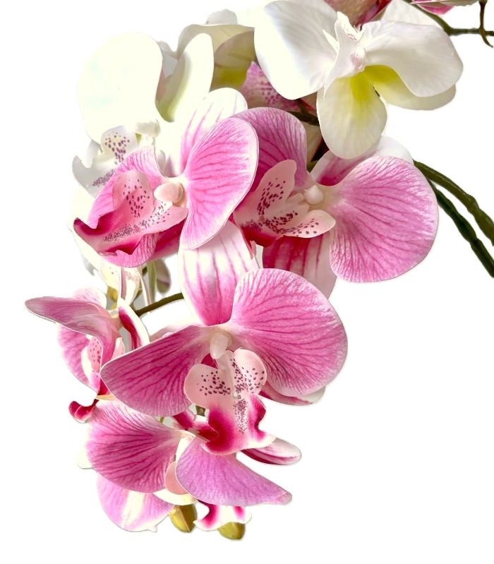 Phalaenopsis Orchid Stems (3 Colors)
