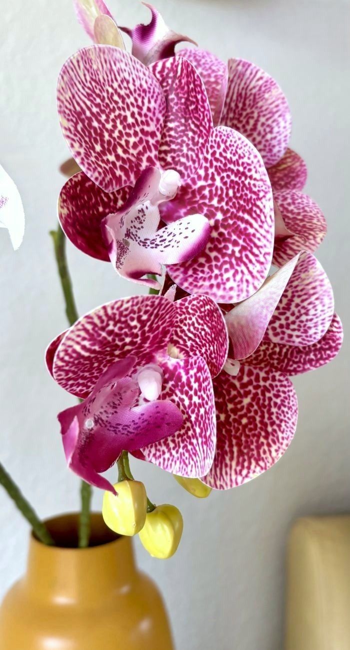 Phalaenopsis Orchid Stems (3 Colors)