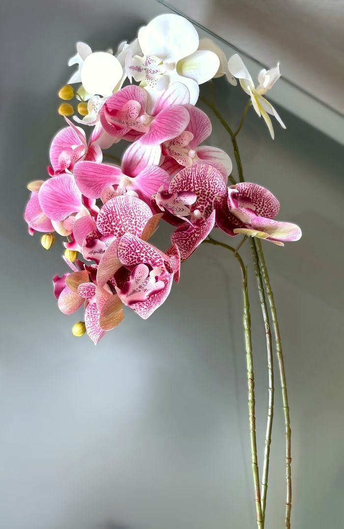 Phalaenopsis Orchid Stems (3 Colors)
