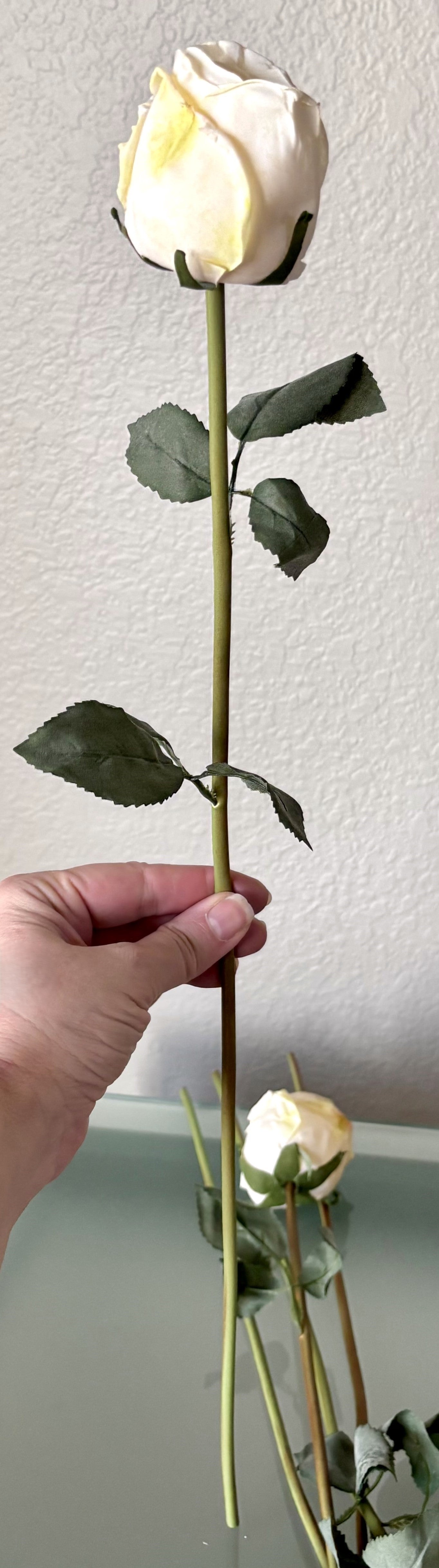 5 Long-Stem Roses (3 colors)