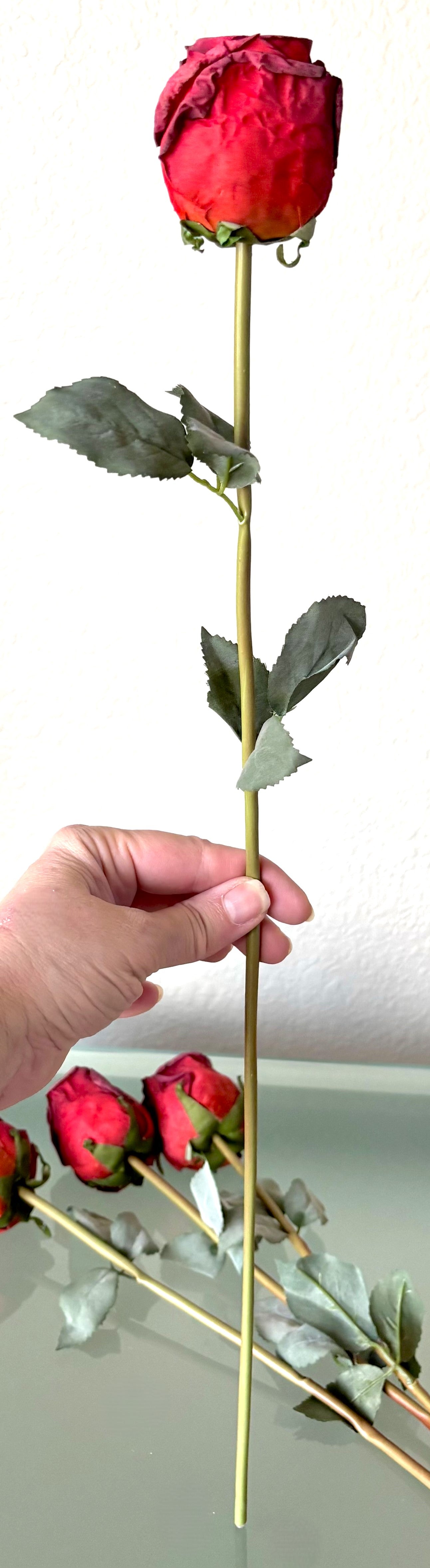 5 Long-Stem Roses (3 colors)