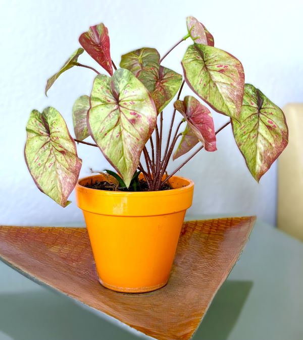 Variegated Caladium 10" Plant (2 styles)