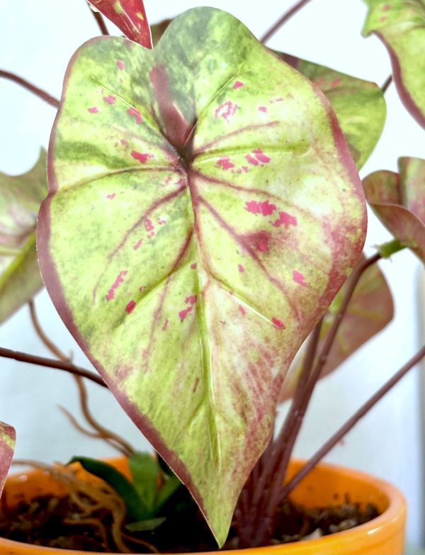 Variegated Caladium 10" Plant (2 styles)