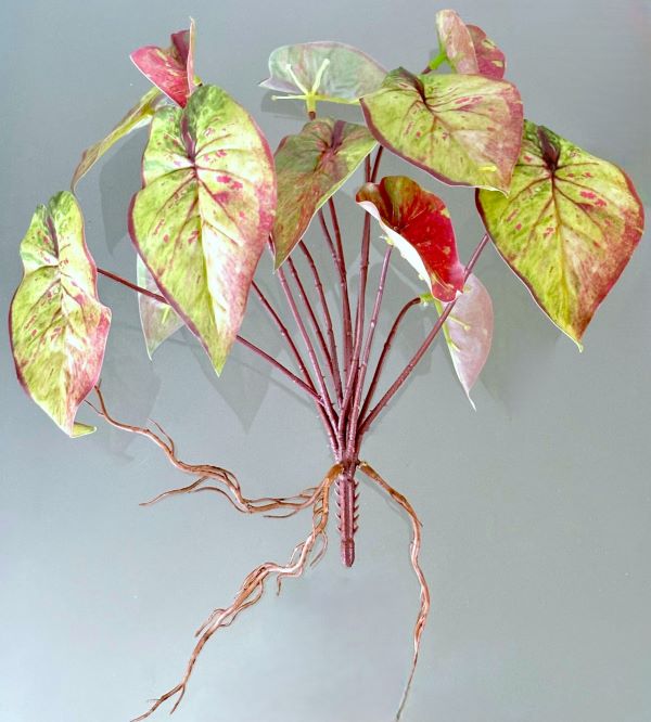 Variegated Caladium 10" Plant (2 styles)