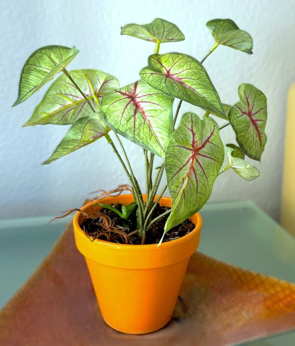 Variegated Caladium 10" Plant (2 styles)