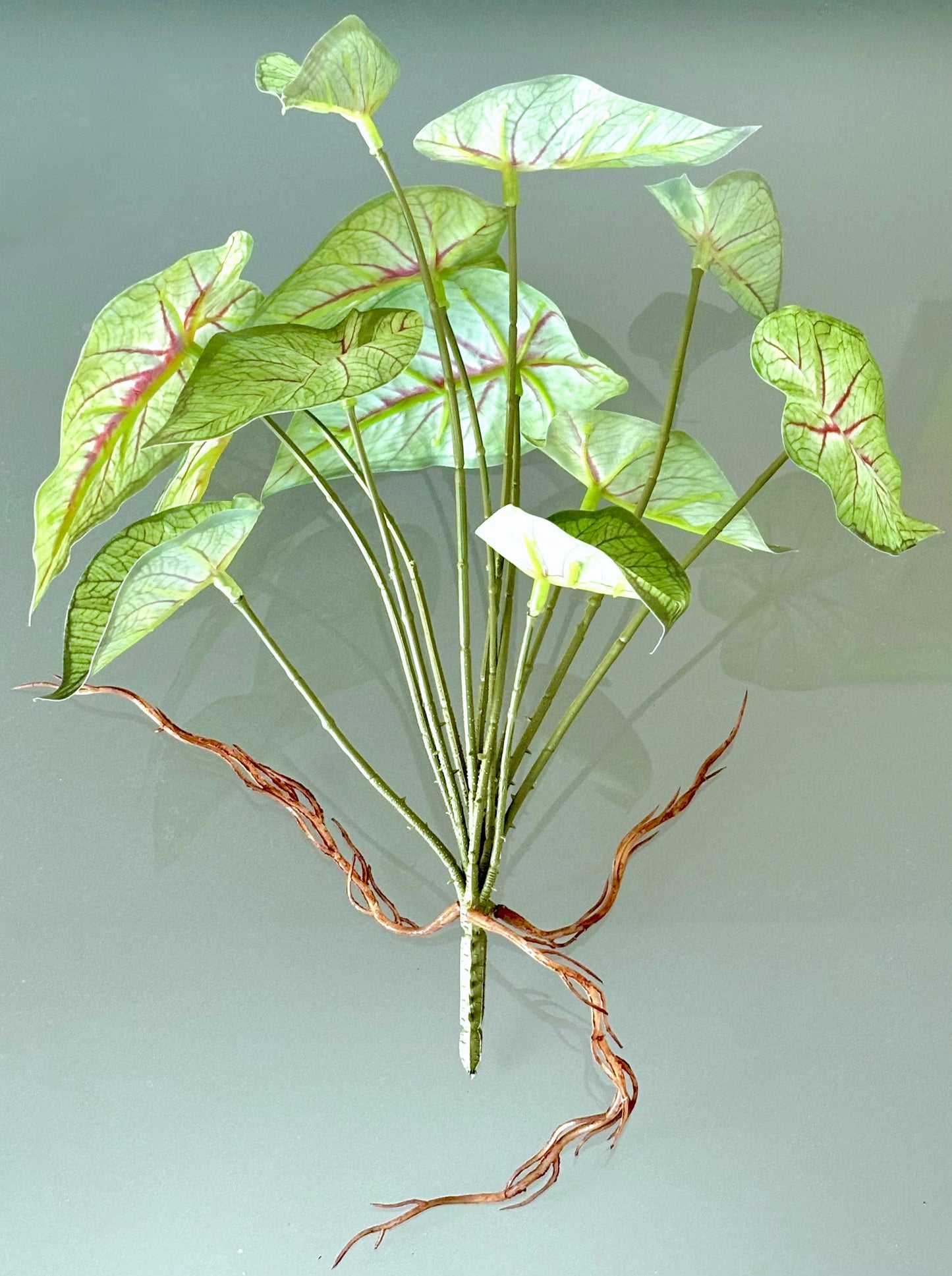 Variegated Caladium 10" Plant (2 styles)