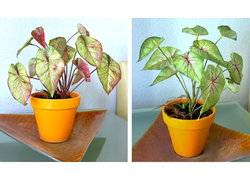 Variegated Caladium 10" Plant (2 styles)