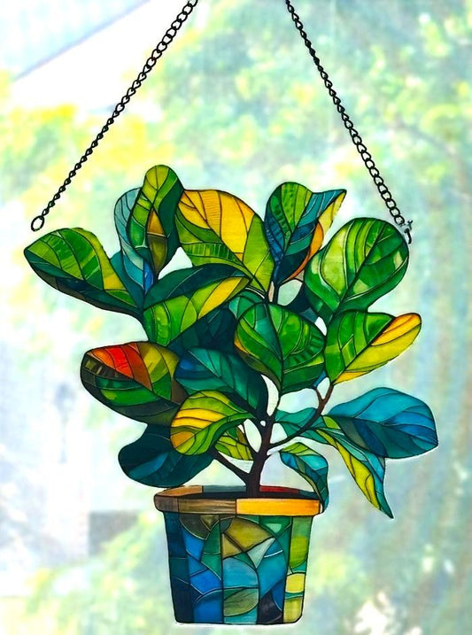 Fiddle Leaf Fig in Pot Sun Hanging