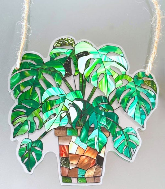 Tropical Monstera Plant Sun Hanging
