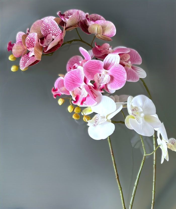 Phalaenopsis Orchid Stems (3 Colors)