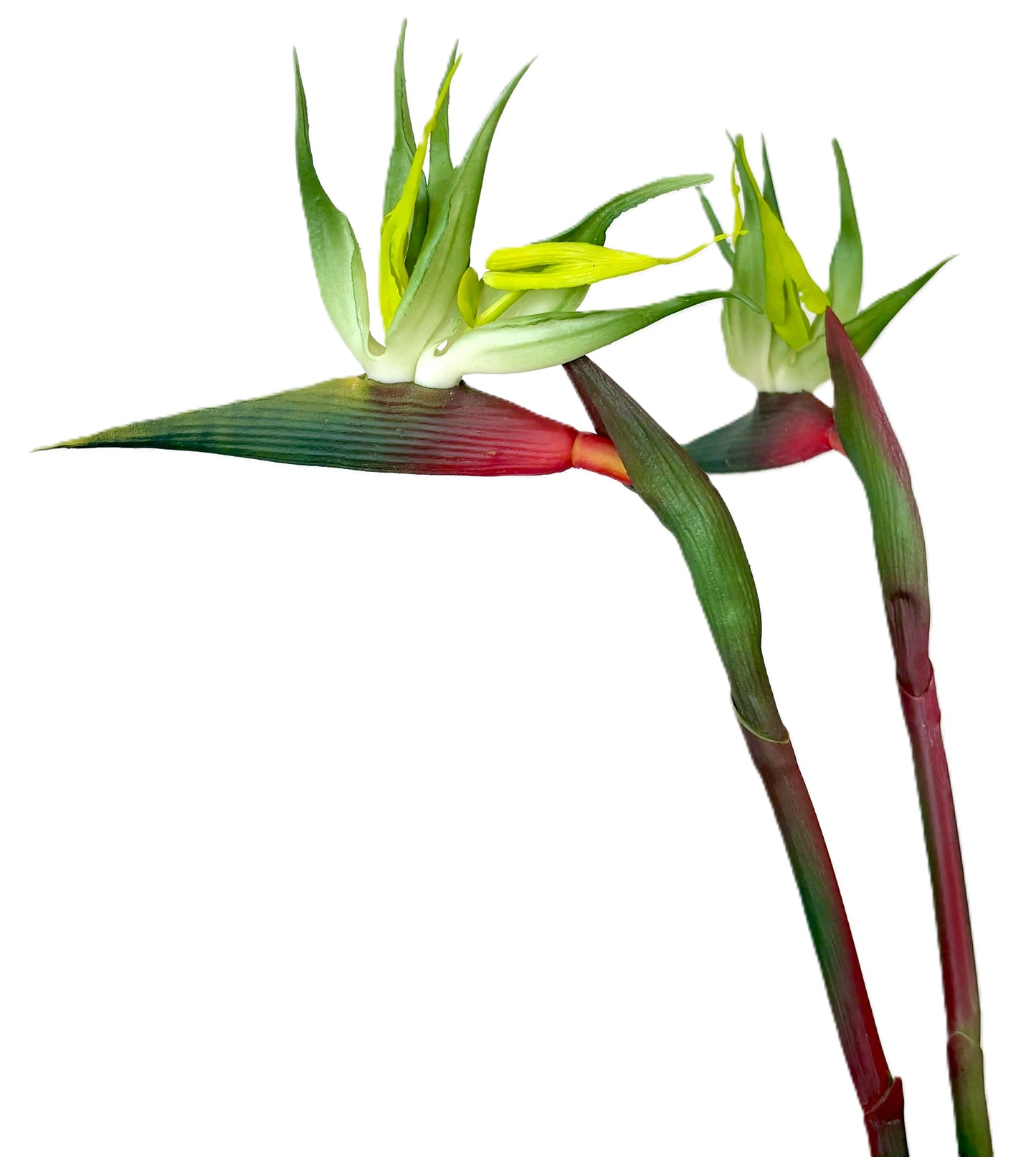 22" Bird of Paradise Stem (3 Colors)