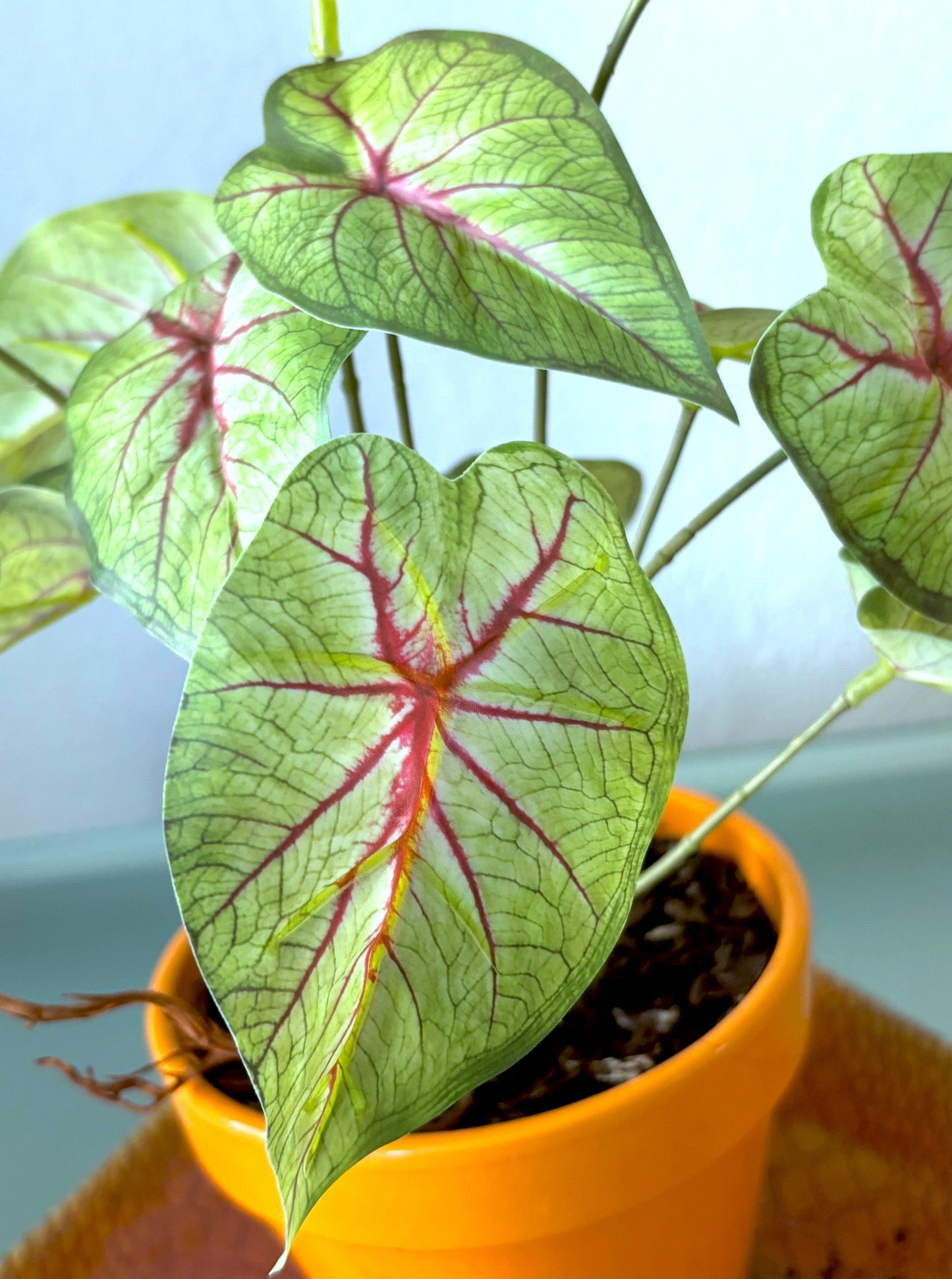 Variegated Caladium 10" Plant (2 styles)