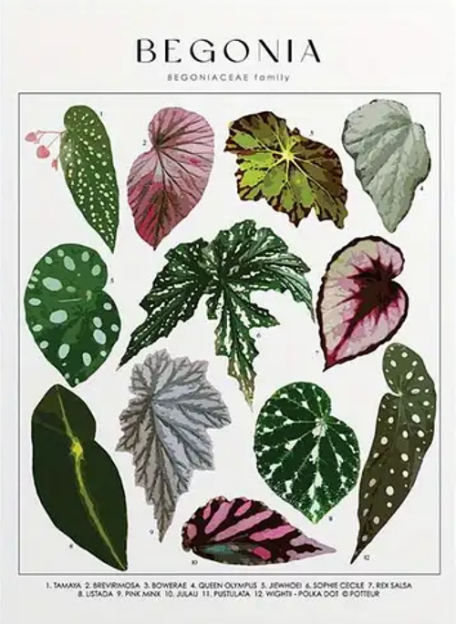 Botanical Varieties 'Begonia' Plant Art Print