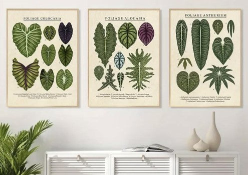 Set/3 Botanical Tropical Plant Varieties Art Print