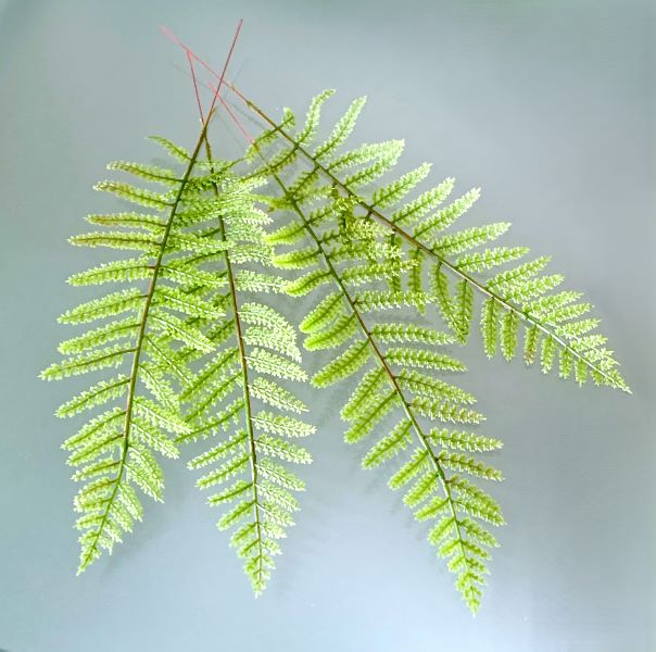 Set/4 Artificial Lacey Fern Fronds